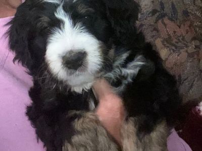 Bernedoodle puppies