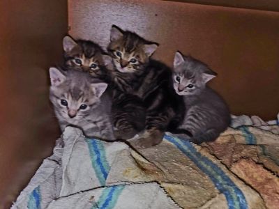 4 farm kittens and their nursing mother as a