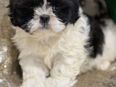 Jango - Shih Tzu Puppy For Sale in New York