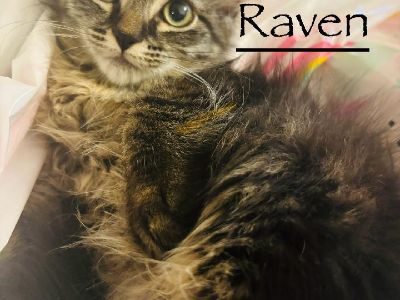 Raven Kitten - Domestic Long Hair Mix Female Cat for Adoption