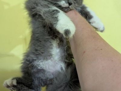 3 male Persian kittens available.