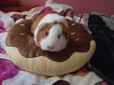 Cashew - Guinea Pig Female for Adoption