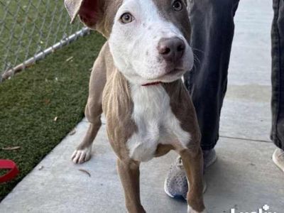 Elliott - Labrador Retriever Male Puppy for Adoption