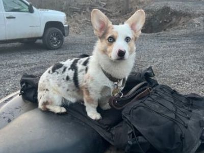Welsh corgi Merle