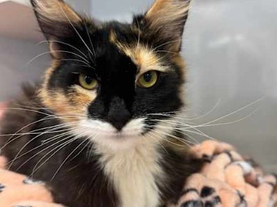 Siren - Domestic Shorthair Female Cat for Adoption