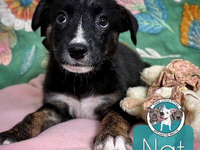 Nat Smurf - Pit Bull Terrier & American Bulldog Mix Male Puppy for Adoption