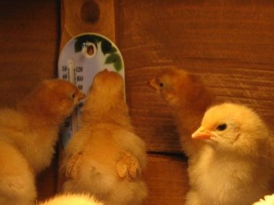 Brooder For Chicks ON SALE THIS WEEK for Denver area!