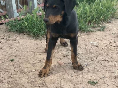 Doberman border collie