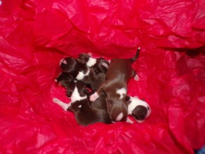 AKC Box of Chocolates Tiny  Chihuahuas