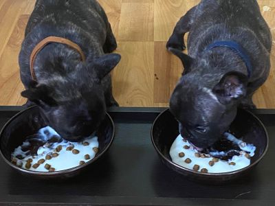 French Bulldog Puppies