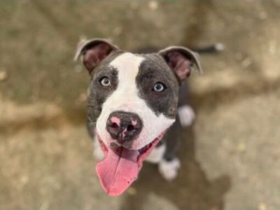 Smurfette - American Pit Bull Terrier/Mixed Breed (Medium) Mix Female Dog for Adoption