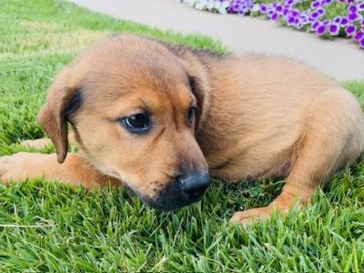 Huckleberry - Labrador Retriever & Shepherd Mix Male Puppy for Adoption