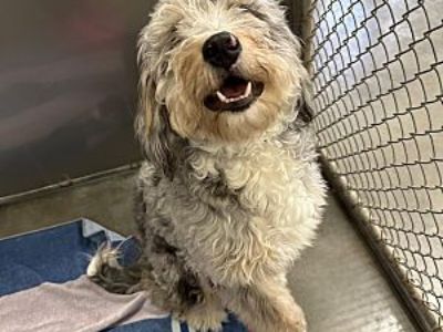 Tucker - Bernedoodle Male Dog for Adoption