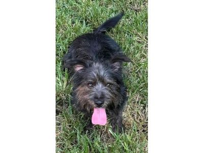 Brooks - Terrier (Unknown Type, Medium)/Mixed Breed (Medium) Mix Male Dog for Adoption