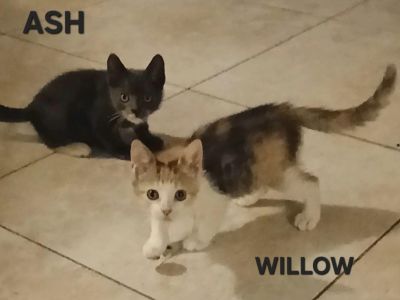 Ash & Willow BONDED - Domestic Short Hair & Domestic Medium Hair Mix Male Cat for Adoption
