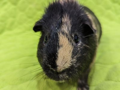 Bronco - Guinea Pig Male for Adoption