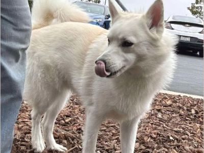 JOEY - Male Puppy American Eskimo Dog for Adoption