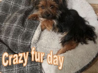 4 month male Yorkie
