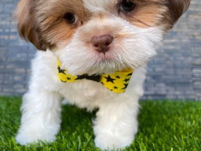 Beautiful Shih Tzu Puppies