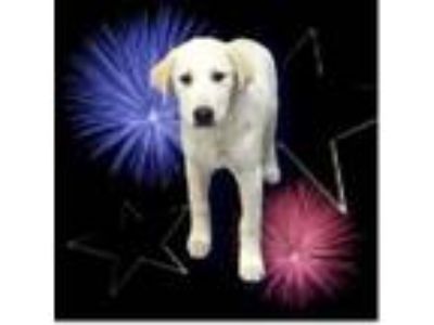 Adopt A231018 a Great Pyrenees, Mixed Breed