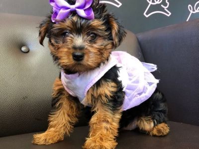 Yorkiepoo Beauty Puppy