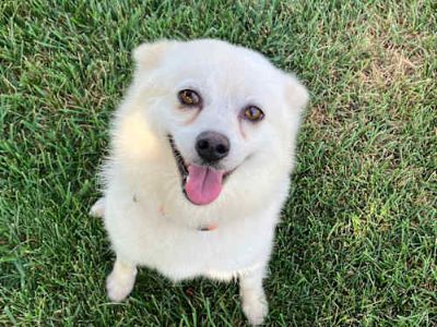 Butter - American Eskimo Dog Female Dog for Adoption