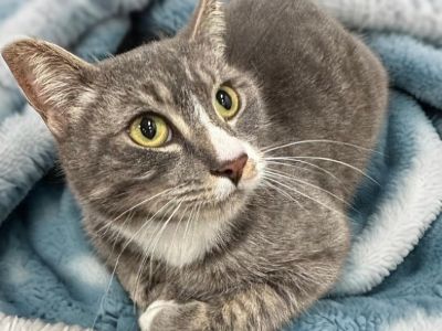 Rosalyn - Domestic Short Hair & Tabby Mix Female Cat for Adoption