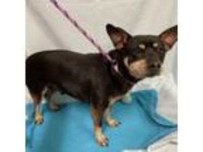 Adopt MR. RIPLEY a Rat Terrier, Mixed Breed