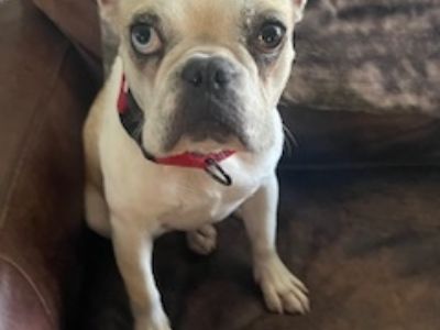 Quinn - French Bulldog Female Dog for Adoption