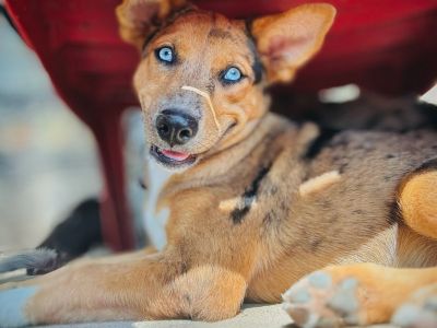 Jubilee - Australian Shepherd & Catahoula Leopard Dog Mix Female Puppy for Adoption