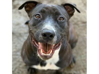 Dog - American Pit Bull Terrier Female Dog for Adoption