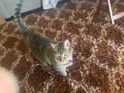 Cat named Lily