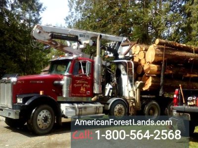 WANTED TIMBER! LOCAL LOGGING COMPANY- TIMBER LAND CLEARING Ravensdale Auburn Black Diamond Enumclaw