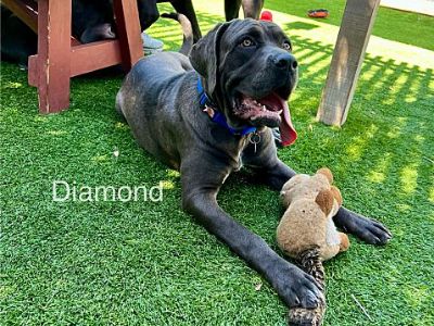 Diamond - Cane Corso Female Dog for Adoption