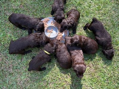 BSS registered Boykins Spaniel puppy's