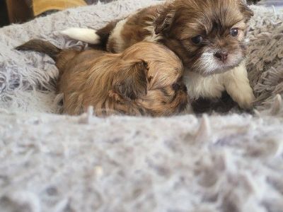 Adorable Shih Tzu puppies