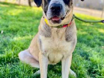 Betty Boop - Anatolian Shepherd/St. Bernard Mix Female Dog for Adoption
