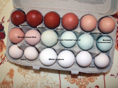 Fertile Hatching Purebred Chicken Eggs