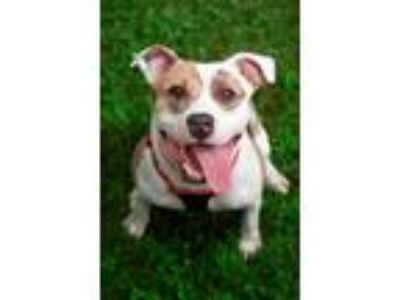 Adopt Lila 2 a American Staffordshire Terrier