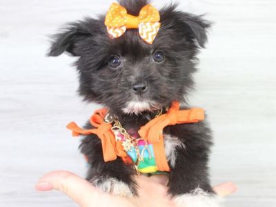 Toy Pomtese Puppy For Sale