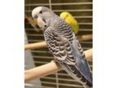 Adopt Tilbert a Parakeet (Other)