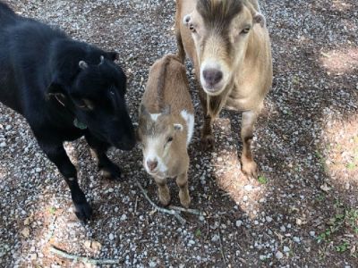 Free to good farm