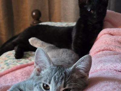 Ada and Tommy Shelby - American Shorthair Male Cat for Adoption