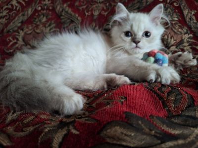 Himalayan Blue-point kittens available.