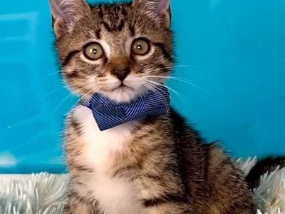 Winston - Domestic Short Hair & Tabby Mix Male Cat for Adoption