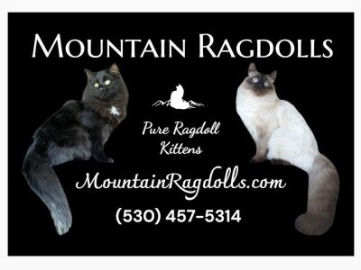 Colorful Ragdoll Kittens