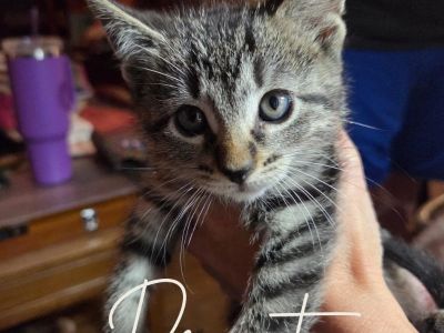 Peanut - Tabby Female Cat for Adoption