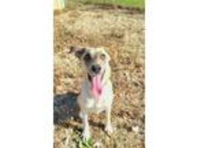 Adopt Chloe a Tan/Yellow/Fawn Mixed Breed (Large) / Mixed dog in Monroe