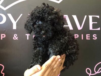 Cute Poodle Puppies For Sale