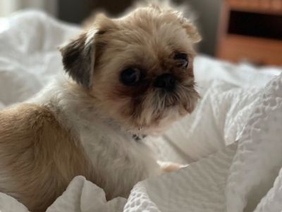 Shih-Tzu